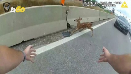 Oh Deer! Nimble Fawn Causes Highway Cop Chase