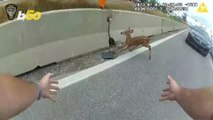 Oh Deer! Nimble Fawn Causes Highway Cop Chase