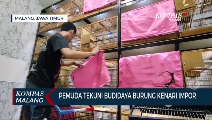 Pemuda di Malang Tekuni Budidaya Burung Kenari Impor