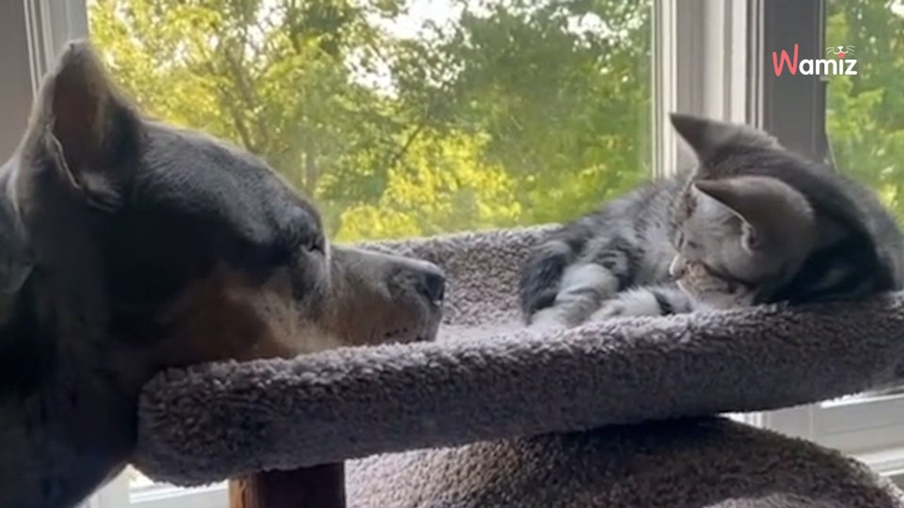 Un chien tombe en admiration devant le nouveau chaton de la maison : 2M de personnes ont le coeur qui fond (vidéo)