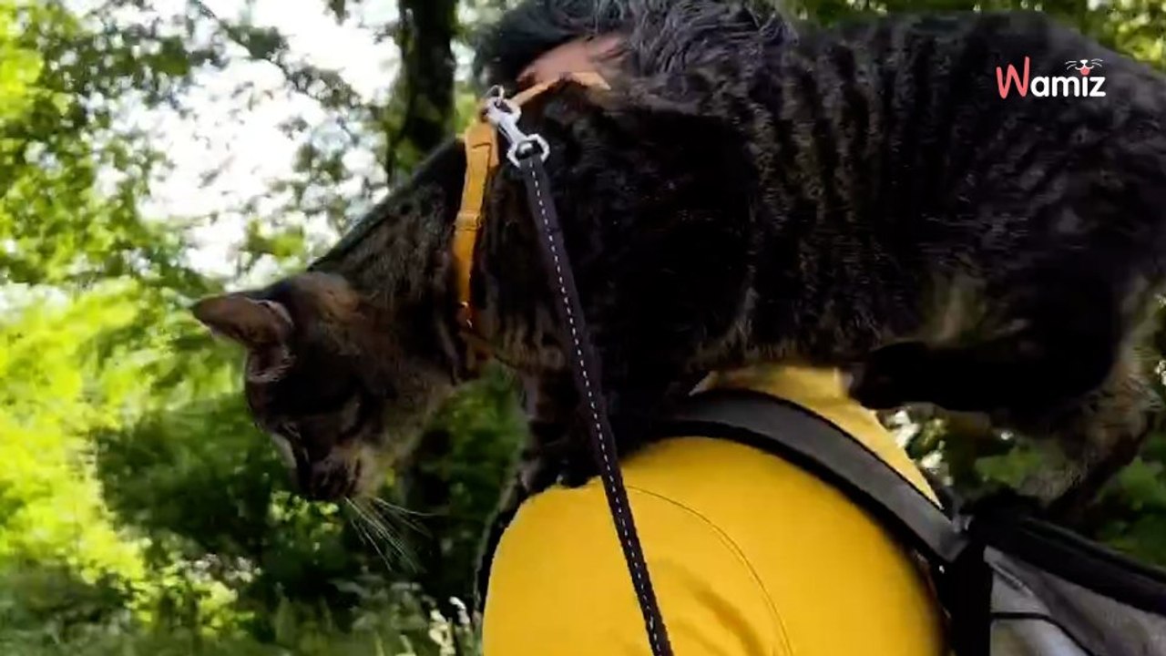 Ce chat star sur les réseaux suit sa famille partout : randonnée, vélo, balade sur la plage, rien ne l'arrête (vidéo)
