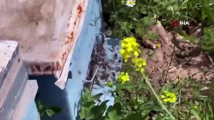 Un homme piqué par une abeille meurt à Şanlıurfa