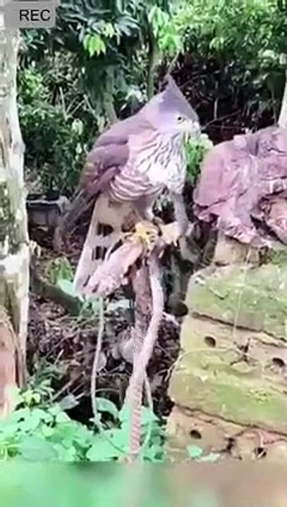 Eagle vs Snake