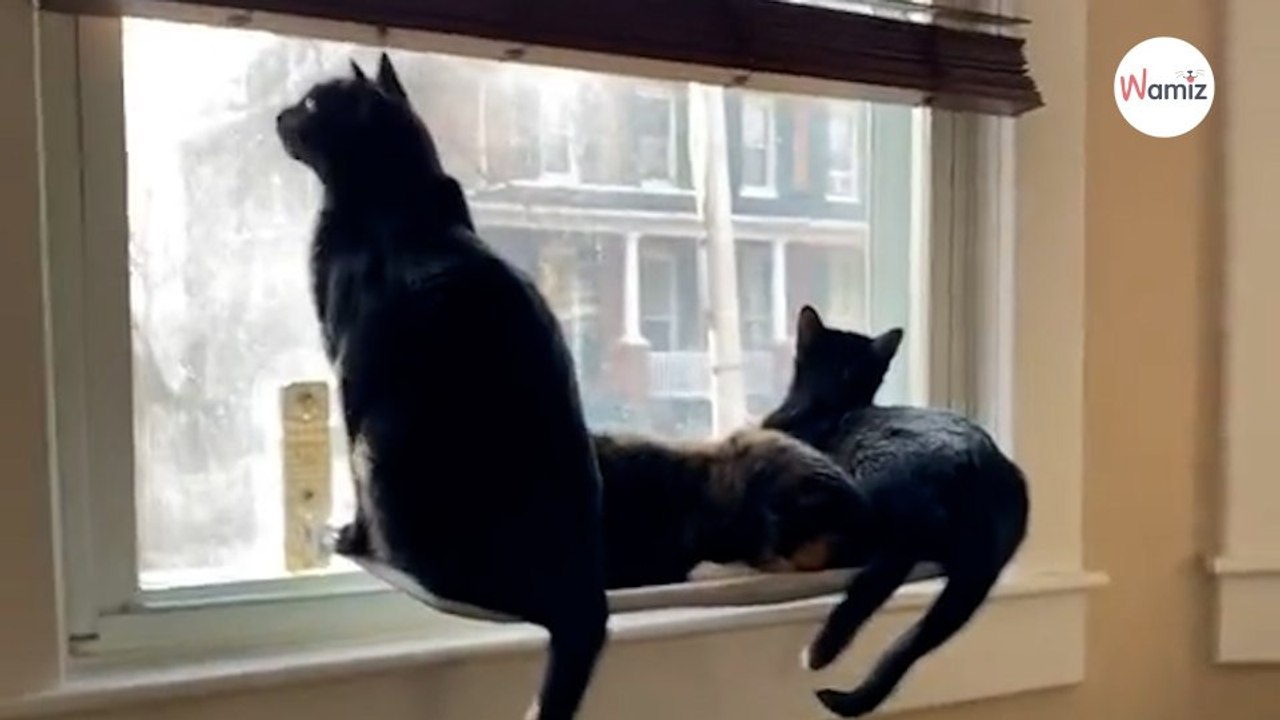 Elle filme ses chats installés tranquillement devant la fenêtre : personne ne voit venir la catastrophe (vidéo)