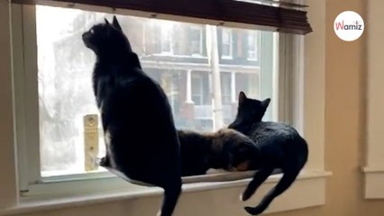 Elle filme ses chats installés tranquillement devant la fenêtre : personne ne voit venir la catastrophe (vidéo)