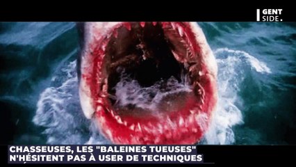 Découvrez la première attaque filmée d'une orque sur un grand requin blanc