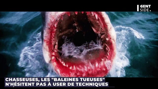 Découvrez la première attaque filmée d'une orque sur un grand requin blanc