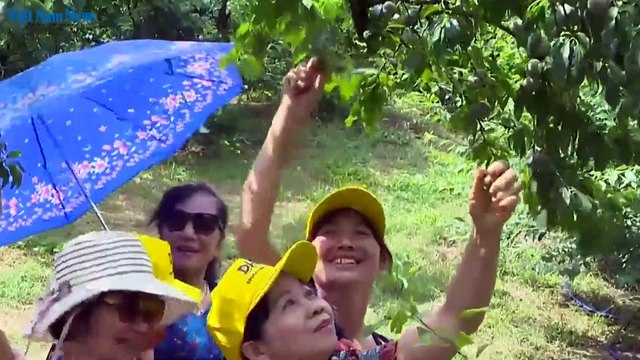 Vietnam News | Picking Plum in Mộc Châu