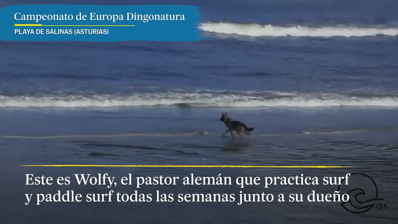 Así es Wolfy, el pastor alemán al que le gusta hacer surf y paddle surf