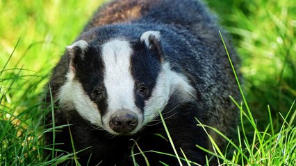 Comment les animaux luttent ils contre les températures #HDA n°2 #Hibernation #hivernation #KuraiD