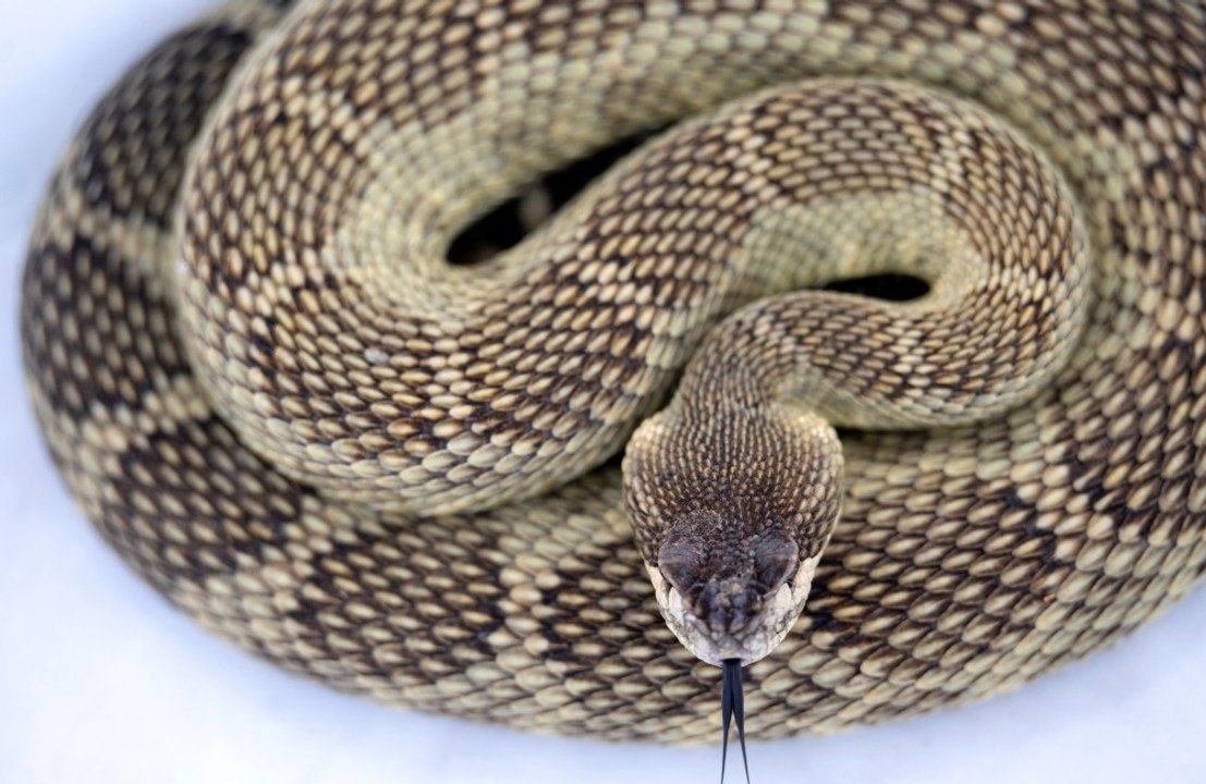 Rattlesnakes have a tender side