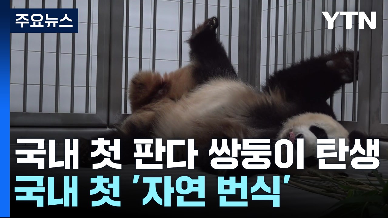 국내 첫 자이언트 판다 쌍둥이 자연번식..."아이고 힘들어" [앵커리포트] / YTN