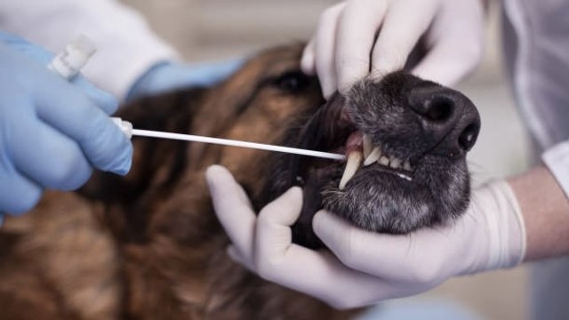 Los Veterinarios Advierten Del Peligro De Los Remedios Caseros Para Nuestras Mascotas
