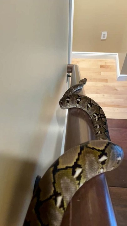 Python ludique glisse vers le bas de la rampe