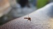 Colombia está en alerta por casos de dengue: el Caribe es una de las regiones más afectadas