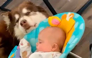 Vidéo mignonne : un chien balance un berceau, endort un bébé et enchante l'internet