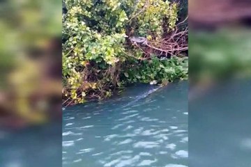 Umuaramense encontra casal de sucuris gigantes durante pescaria no Porto Camargo