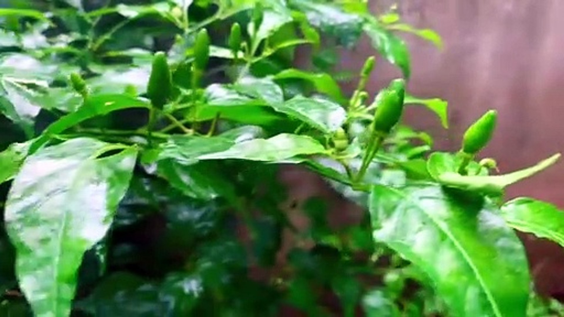 Full Recipe Kanthari Fish Recipe in English - 4k