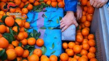Tonnellate di droga tra la frutta, 7 misure cautelari a Napoli