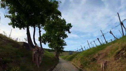 Wien Döbling: Mit dem Rad durch's Neustifter Weingebirge