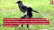 Las aves se 'divorcian' por motivos similares a los humanos