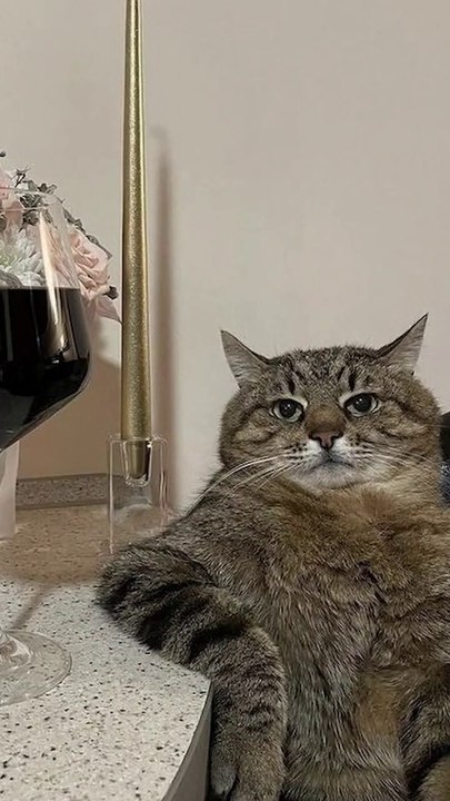 Most Satisfying Funny Fat Cat and Kitten Video
