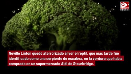 Hombre encuentra una serpiente viva en un manojo de brócoli