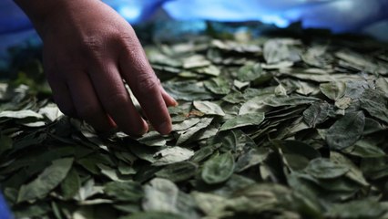 Estados Unidos dejó de monitorear cultivos de coca en Colombia: ¿por qué?