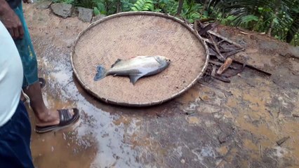 Menangkap ikan bawal besar