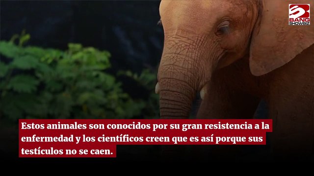 Los testículos de elefante podrían ayudar a vencer el cáncer