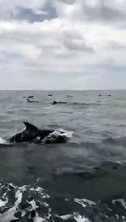 Des centaines de dauphins sauteurs