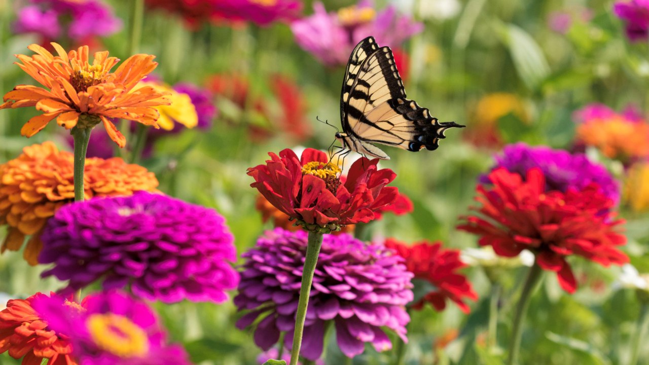 Are Zinnias Perennials or Annuals? Plus How to Plant Zinnia Seeds