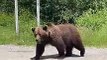 Mama Bear and Cubs Walk Along Road
