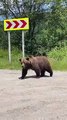 Mama Bear and Cubs Walk Along Road