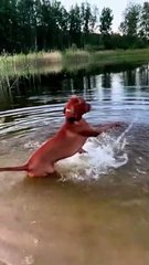 Vizsla Starts Motor Before Swim