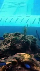 El Titan mexicano Atlantis el submarino turístico mexicano