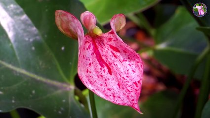 Anthurium Varieties