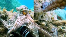 Octopus Takes Camera, Films Diver