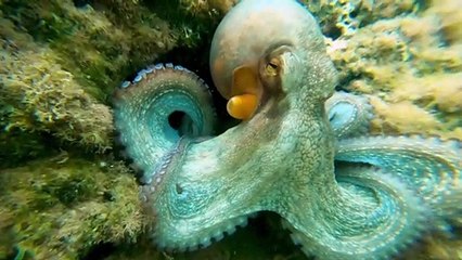 Octopus Takes Camera, Films Diver
