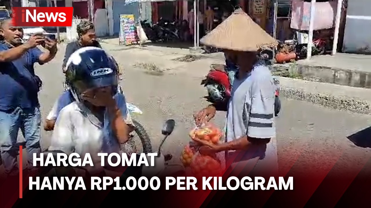 Petani Bagikan Tomat Gratis untuk Warga di Sikka, Harga Anjlok Gila-gilaan
