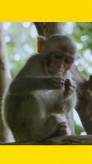 Mind blowing facts about animal