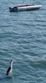 mixkit-a-seagull-and-a-boat-at-sea-in-slow-motion-1200