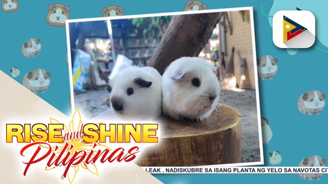 Wednesday Pets Day - Guinea Pig