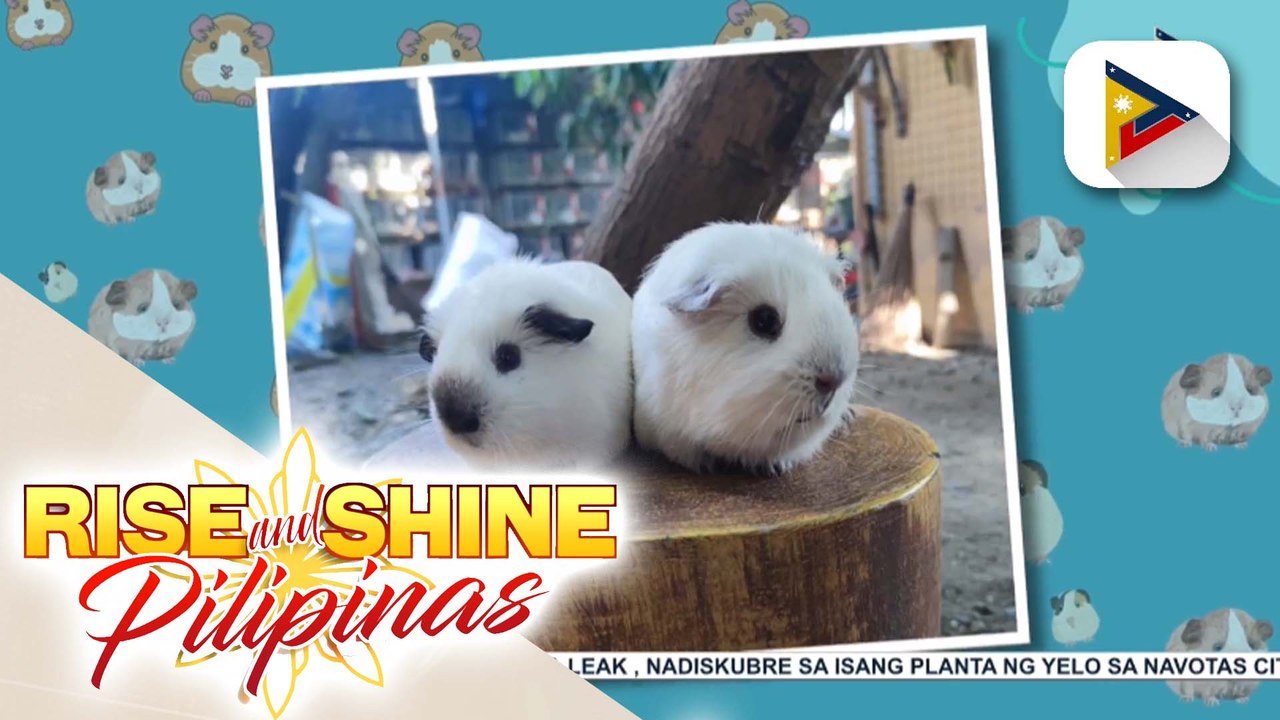 Wednesday Pets Day - Guinea Pig