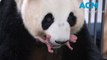 Giant panda births South Korea's first panda twins