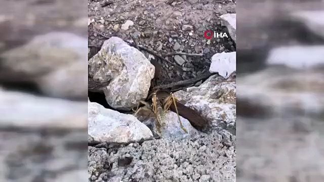 Batman'da 20 santim büyüklüğünde etçil çekirge görüldü