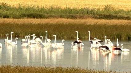 Çorum'da yaklaşık 40 flamingo gözlendi