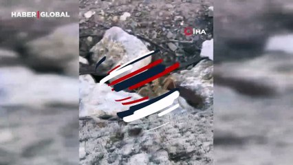 Batman’da kayalıklar arasında rastladı: 20 santim büyüklüğünde etçil çekirgeyi görüntülemeyi başardı