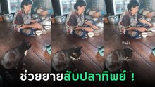 เหมียวไม่นิ่งดูดายเห็นยายนั่งสับปลา เลยสร้างตำนานสับทิพย์