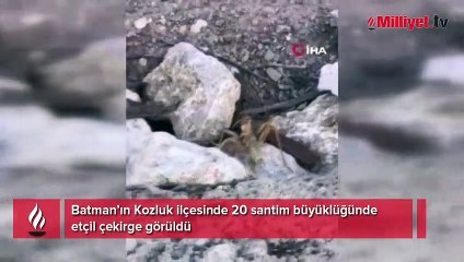 Tam 20 santim büyüklüğünde! Batman'da görüldü, et ile besleniyor